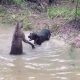 Miren estos videos demaciado locos estan “Kangaroo Tries To Drown A Dog