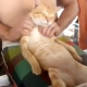 VIDEO Dandole un massage ami gato miren que lindo “Cat Loves Getting A Massage