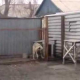 VIDEO MIREN ESTE PERRO LO QUE HACES “Dog Got Some Moves Jamming Out To His Favorite Tune