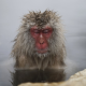 MIREN ESTA BELLESA “Los ‘monos de nieve’ que saben cómo lidiar con el frío