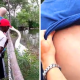 Video por tratar de aser un selfies miren lo que le paso Swan Pecks A Guy For Taking A Selfie