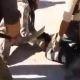 Fuertes imágenes: Estado Islámico decapita a un hombre que pide auxilio en vano