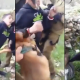 Video: Soldados israelíes azuzan sus perros contra un adolescente palestino