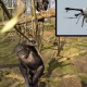 VIDEO A esta chimpancé no le gustan los ‘drones’ que asta tumbo uno miren