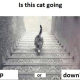 Nuevo debate en que dicen ustedes ¿el gato sube o baja las escaleras?