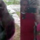 VIDEO Este Gorilla casi mata una mujer Silverback Gorilla Charges And Cracks Safety Glass