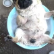 Video tienen que ver esto Happiness is a cool bath on a hot day