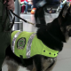 VIDEO ‘Se ofrecen 70.000 dólares por la cabeza de este perro’