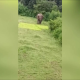 VIDEO: Un elefante mata a pisotones a un niño por acercarse demasiado a su manada death by ‘agitated’ elephants in India