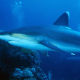 “No pude evitar gritar”: Un tiburón le arranca con sus fauces la máscara a un buceador (VIDEO)